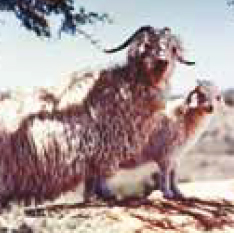トルコ原産のアンゴラ山羊