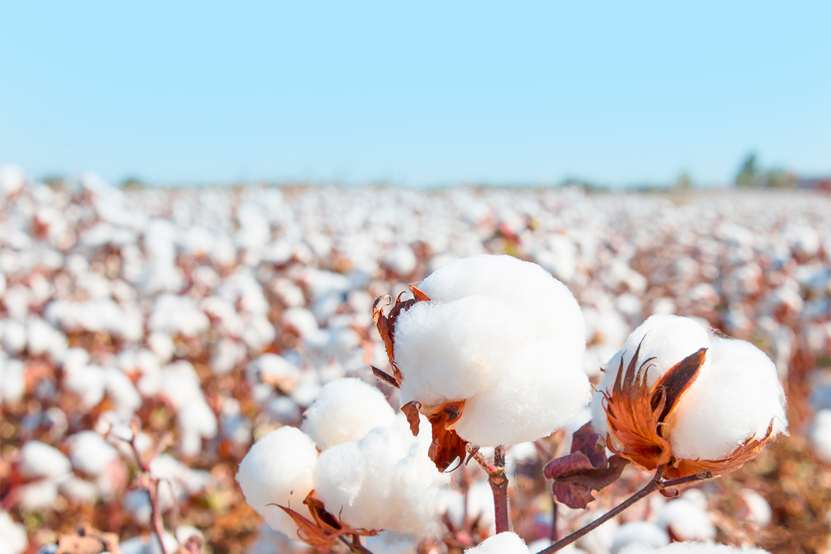 エジプト超長綿